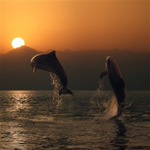 唯美落日海豚图片
