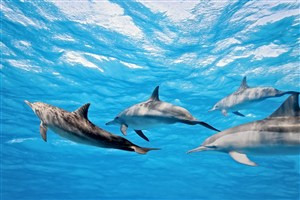 海洋里一群海豚图片