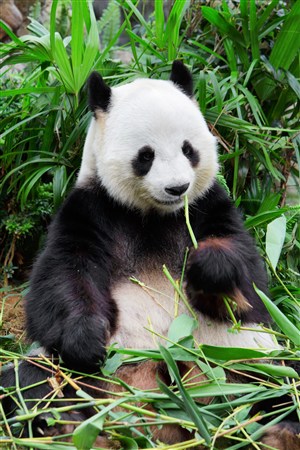 吃竹子享受的大熊猫图片