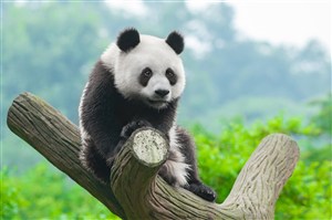 树杈里的黑白大熊猫图片