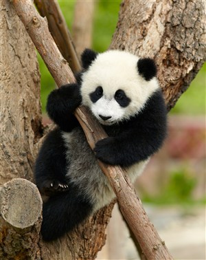 爬树的大熊猫图片