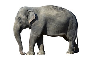 泰国大象图片设计素材