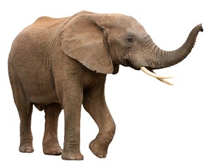 6K高清泰国大象图片