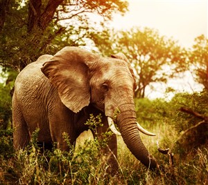 4K唯美非洲大象图片
