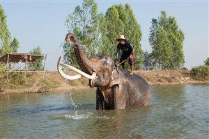 被驯服的泰国大象图片
