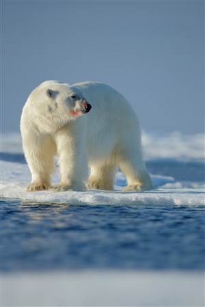 雪白的北极熊图片