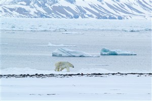 行走在冰雪上的北极熊图片