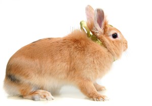 黄色宠物兔子图片写真