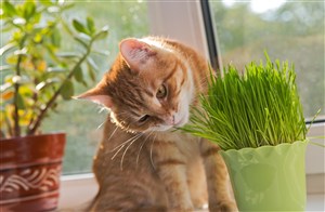 吃草的花猫咪图片