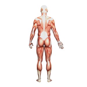 人体背面肌肉图片