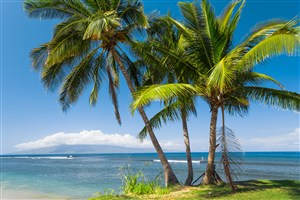 高清唯美椰树海滩风景图片