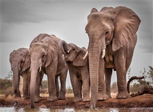 唯美野生动物几头喝水的大象图片