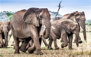高清大象群体图片