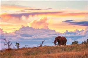 唯美夕阳下大象图片