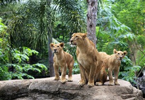 唯美森林里的野生动物狮子图片