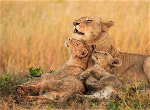 唯美野生动物图片三头狮子特写