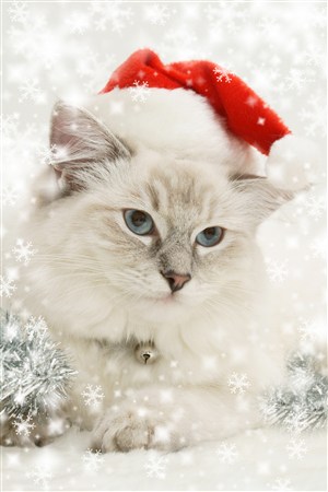 圣诞节可爱的猫咪图片