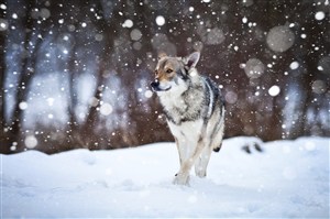 雪天奔跑的狼图片