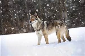 寒带森林的狼图片