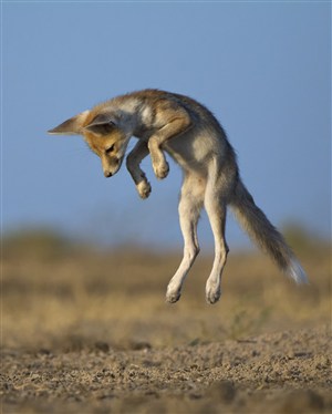 跳起的小狐狸图片