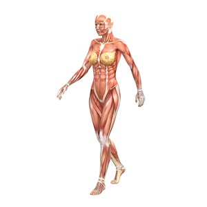 散步中的女性人体肌肉图片