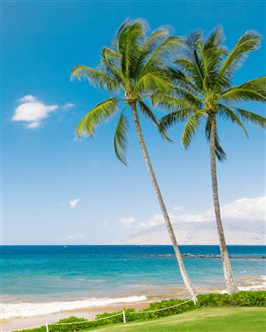 唯美海边椰树风景图片