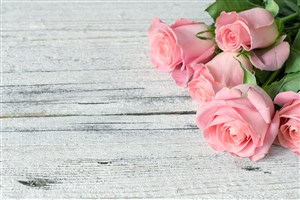 木板上粉色玫瑰花鲜花图片