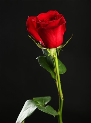 高清红玫瑰花特写图片