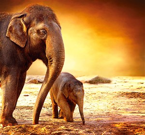 黄昏非洲小象与大象图片