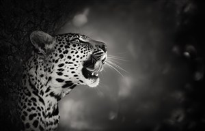 黑白照片嘶吼的豹子图片