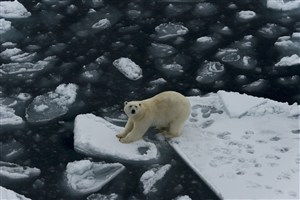 北极熊图片高空摄影
