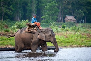 过河的泰国大象图片