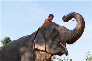 开心的泰国大象图片