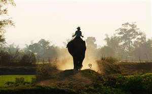 游走在田间的泰国大象图片