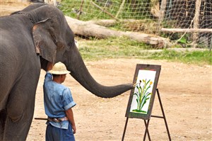 作画的泰国大象图片