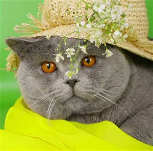 帽子里的猫咪图片