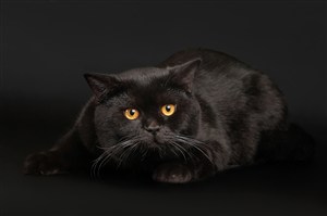 黑色高贵波斯猫咪图片