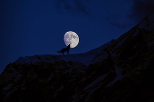 月光下的狼图片
