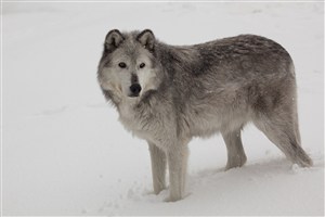雪天高清狼图片