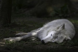 睡觉的白狼图片