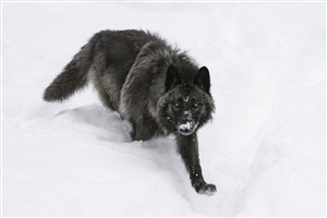 雪地里黑狼图片