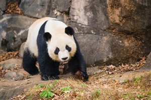 4K高清大熊猫图片