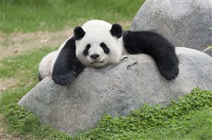 趴在石头上的大熊猫图片