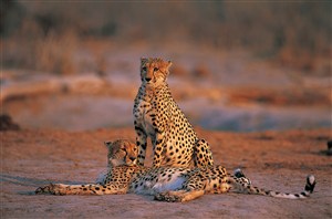 两头唯美的野生动物豹子图片