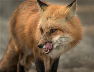 舔嘴巴的小狐狸图片