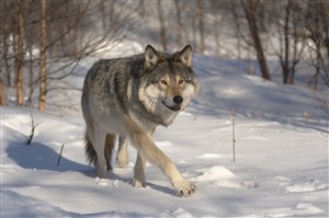 北美洲狼图片