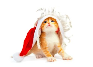 圣诞帽下的花猫咪图片