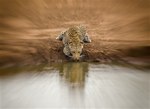 唯美野生动物眩晕效果豹子图片
