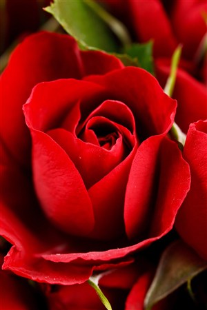 高清红玫瑰花鲜花图片