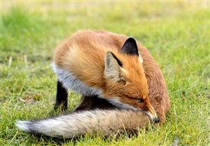咬自己尾巴的小狐狸图片